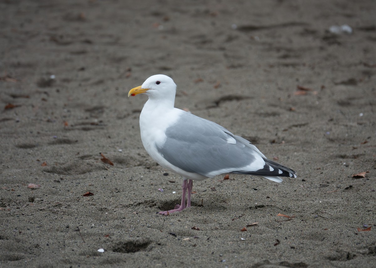 American Herring x Glaucous-winged Gull (hybrid) - ML650454674