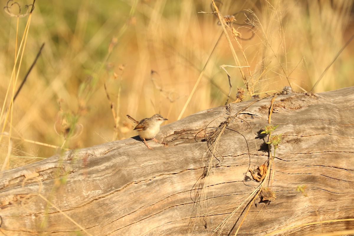 Tawny-flanked Prinia - ML650454683