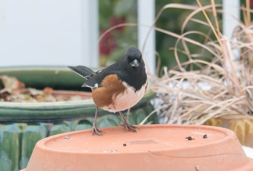 Красноглазый тохи - ML650454724