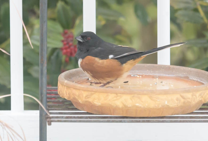 Красноглазый тохи - ML650454725