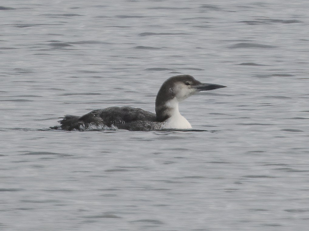 צוללן צפוני - ML650454730