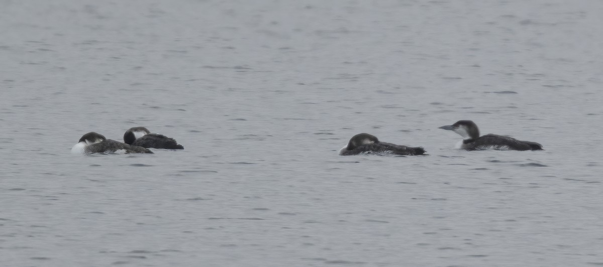 צוללן צפוני - ML650454740