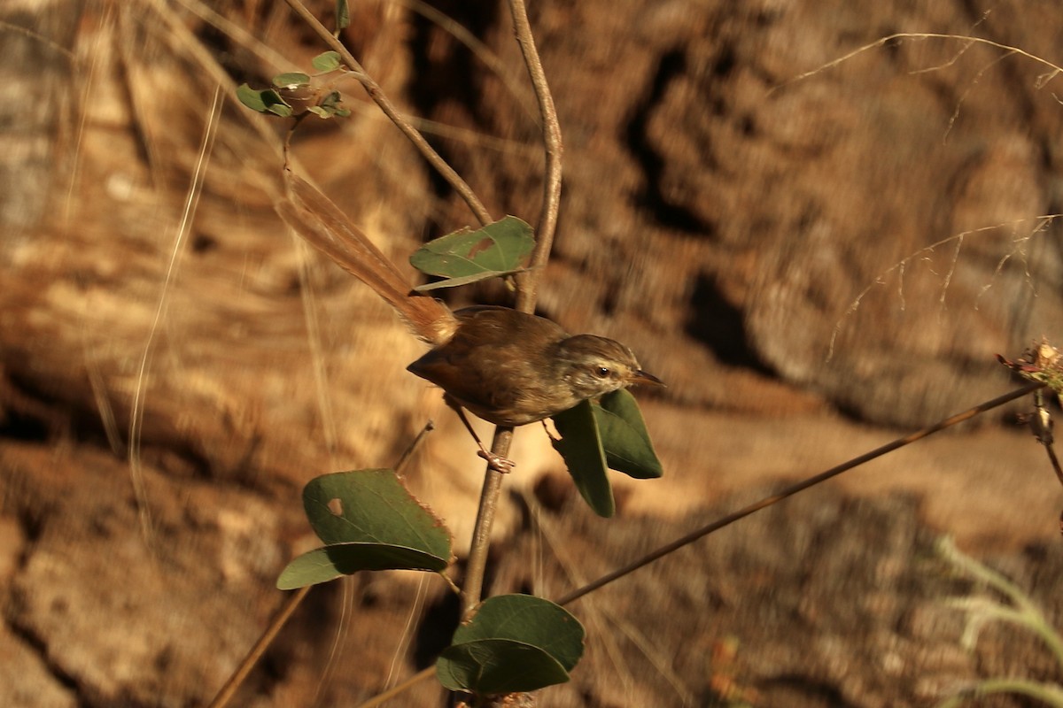 Tawny-flanked Prinia - ML650454751