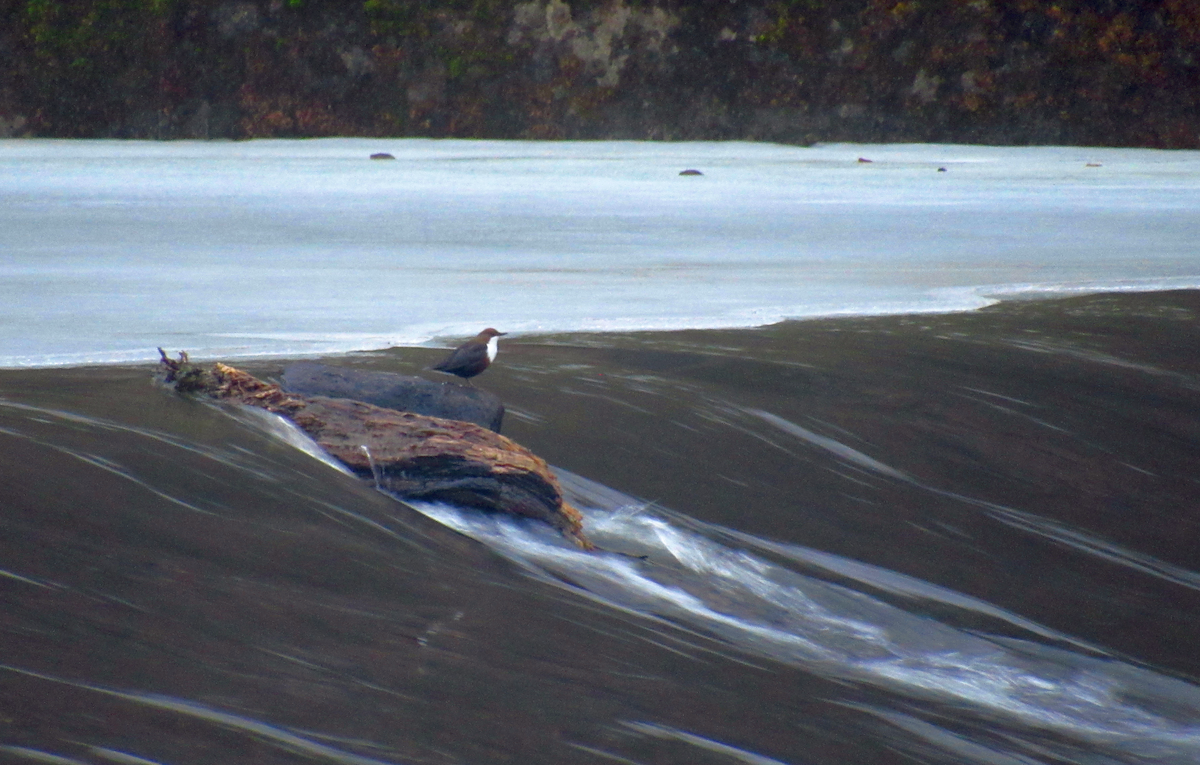 Merlo acquaiolo - ML650454856