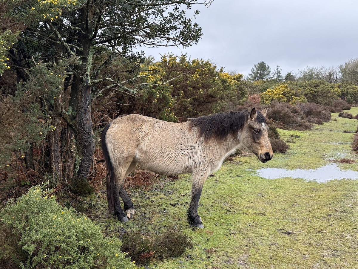 Domestic Horse - ML650455240