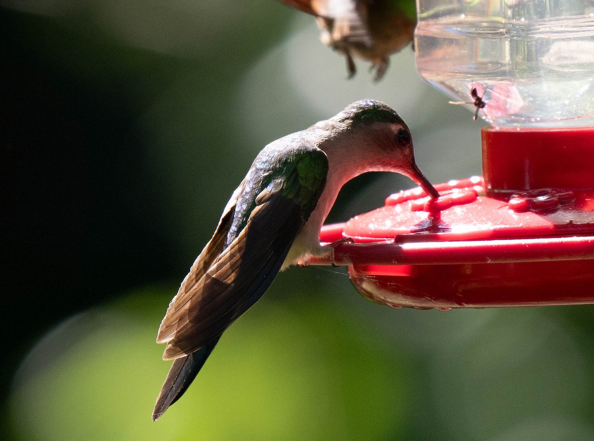 Wedge-tailed Sabrewing - ML650455277