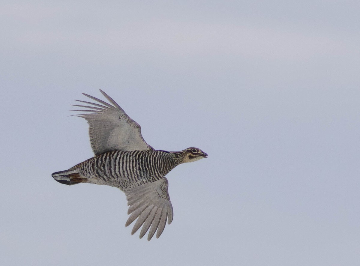Greater Prairie-Chicken - ML650455353