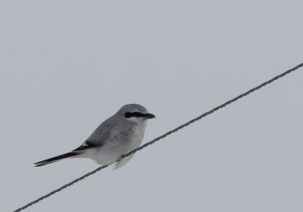Northern Shrike - ML650455359