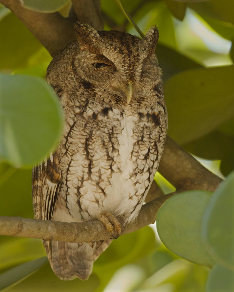 Eastern Screech-Owl - ML650455405