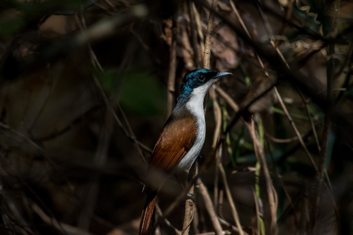 Shining Flycatcher - Raphaël Nussbaumer