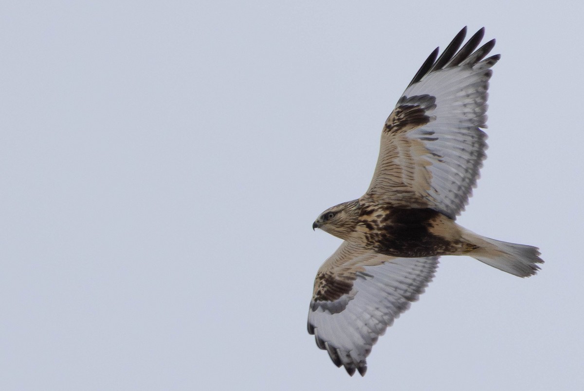 Rough-legged Hawk - ML650455533
