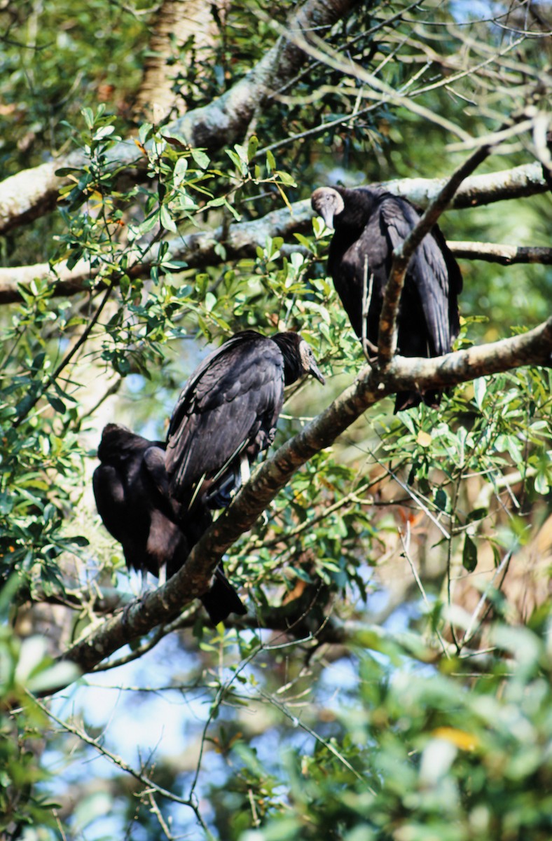 Чёрная катарта - ML650455566