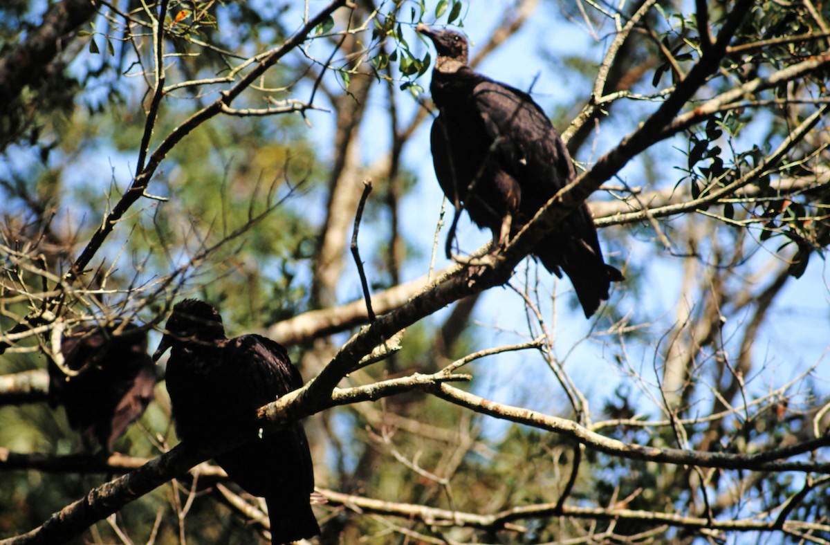 Чёрная катарта - ML650455573