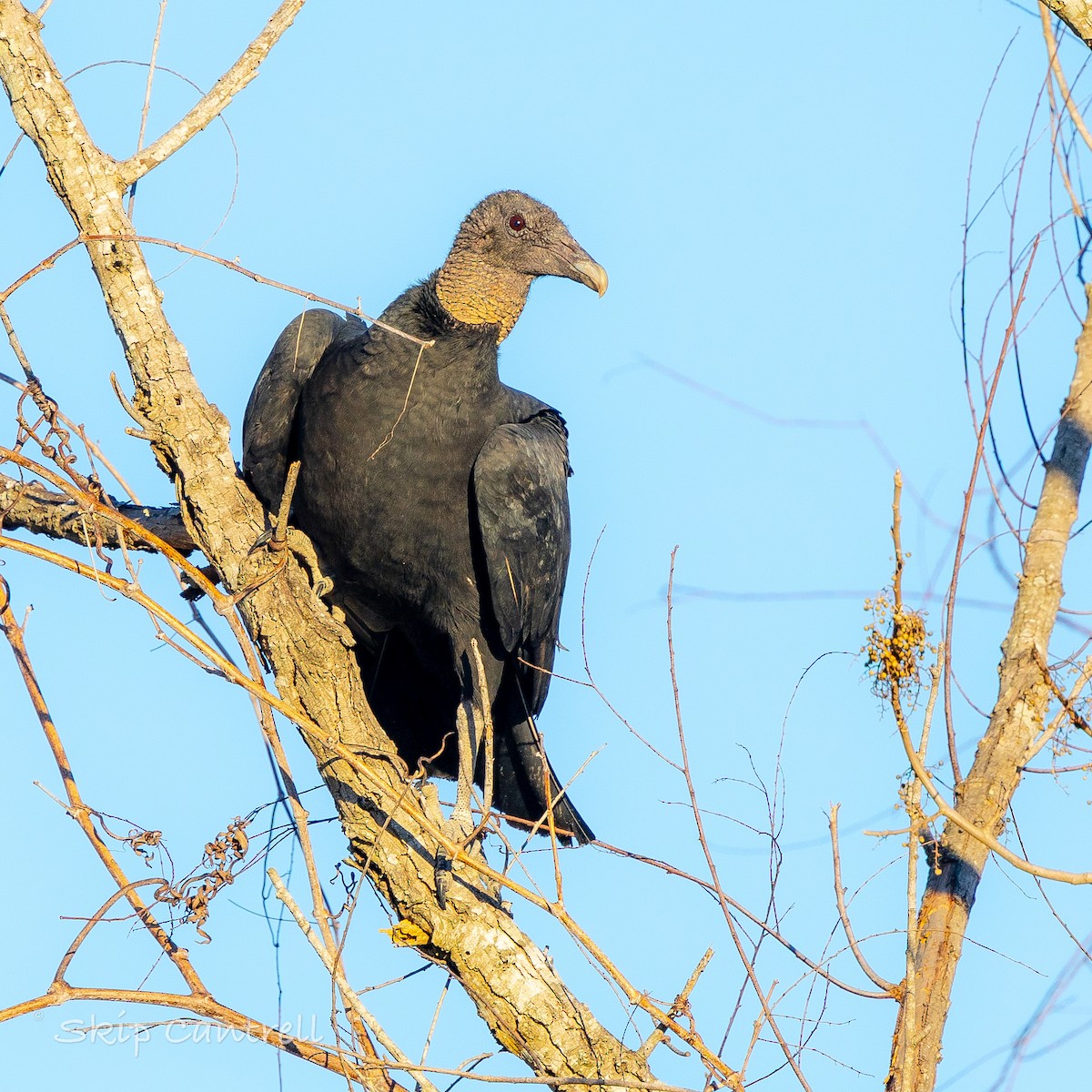 Чёрная катарта - ML650455574