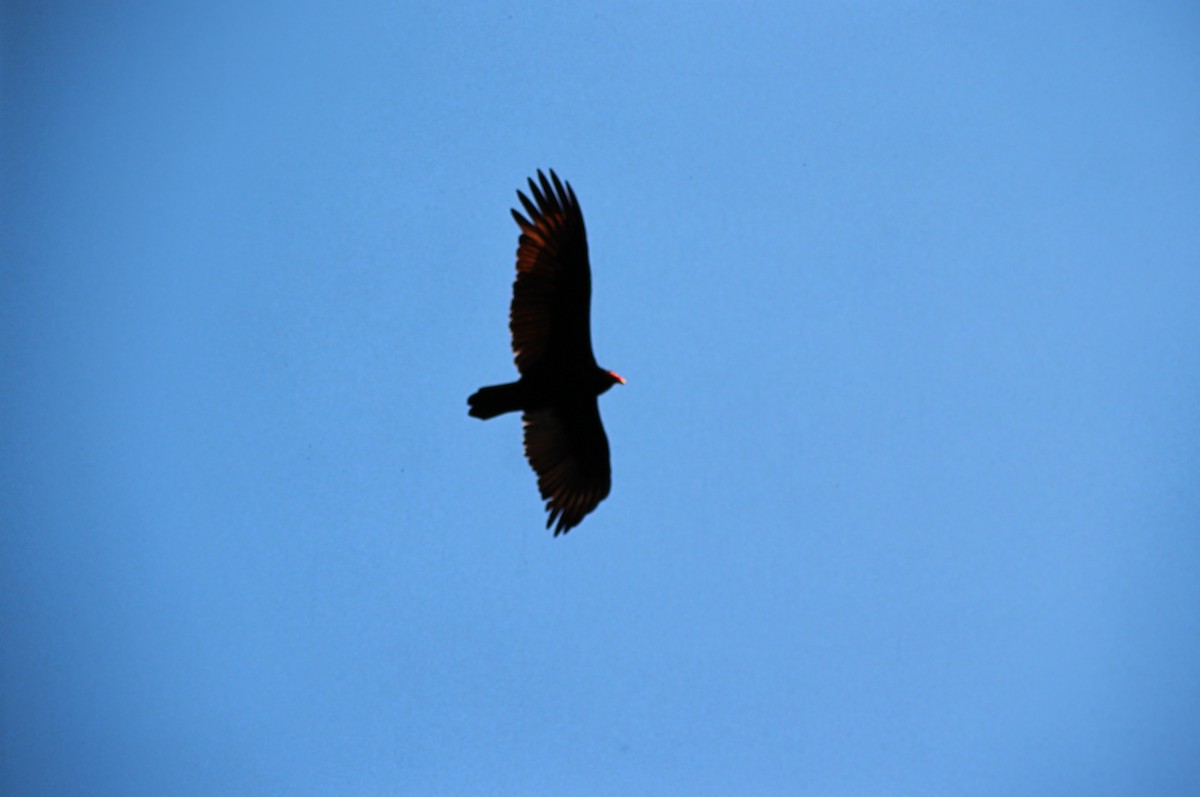 Катарта-индейка - ML650455608