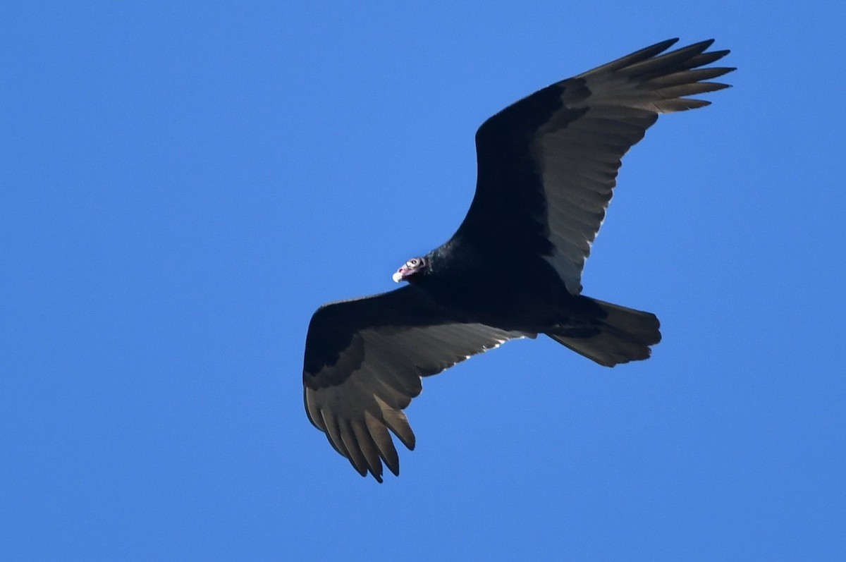 Катарта-индейка - ML650455638