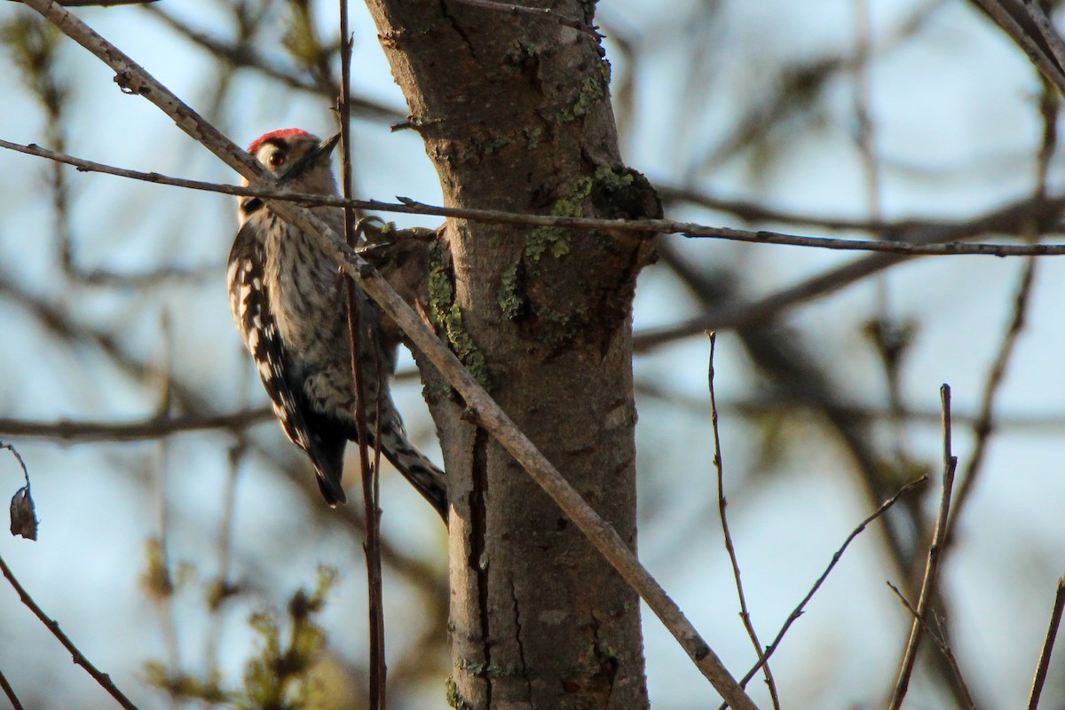 Picchio rosso minore - ML650455712