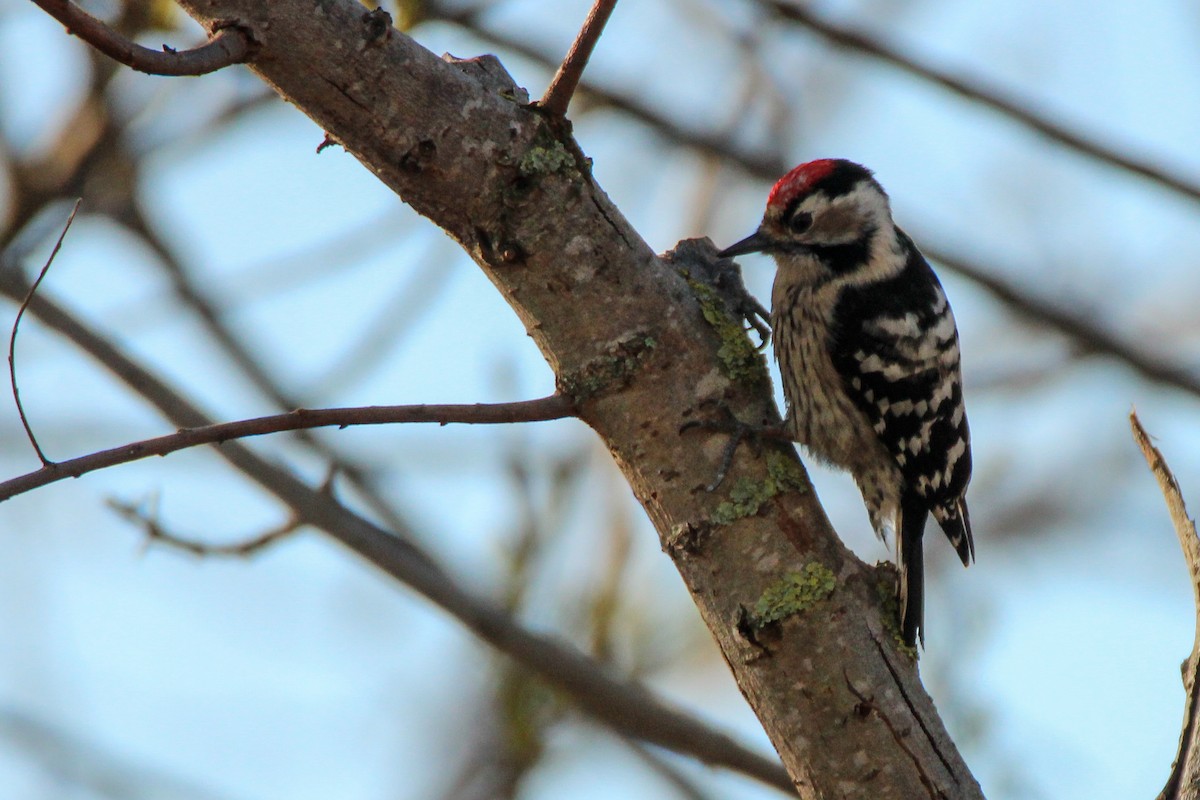 Picchio rosso minore - ML650455713