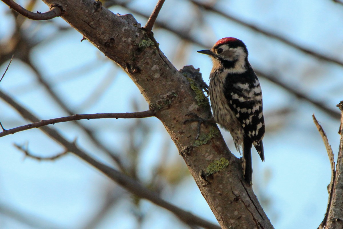 Picchio rosso minore - ML650455718