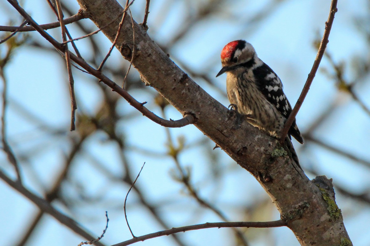 Picchio rosso minore - ML650455724