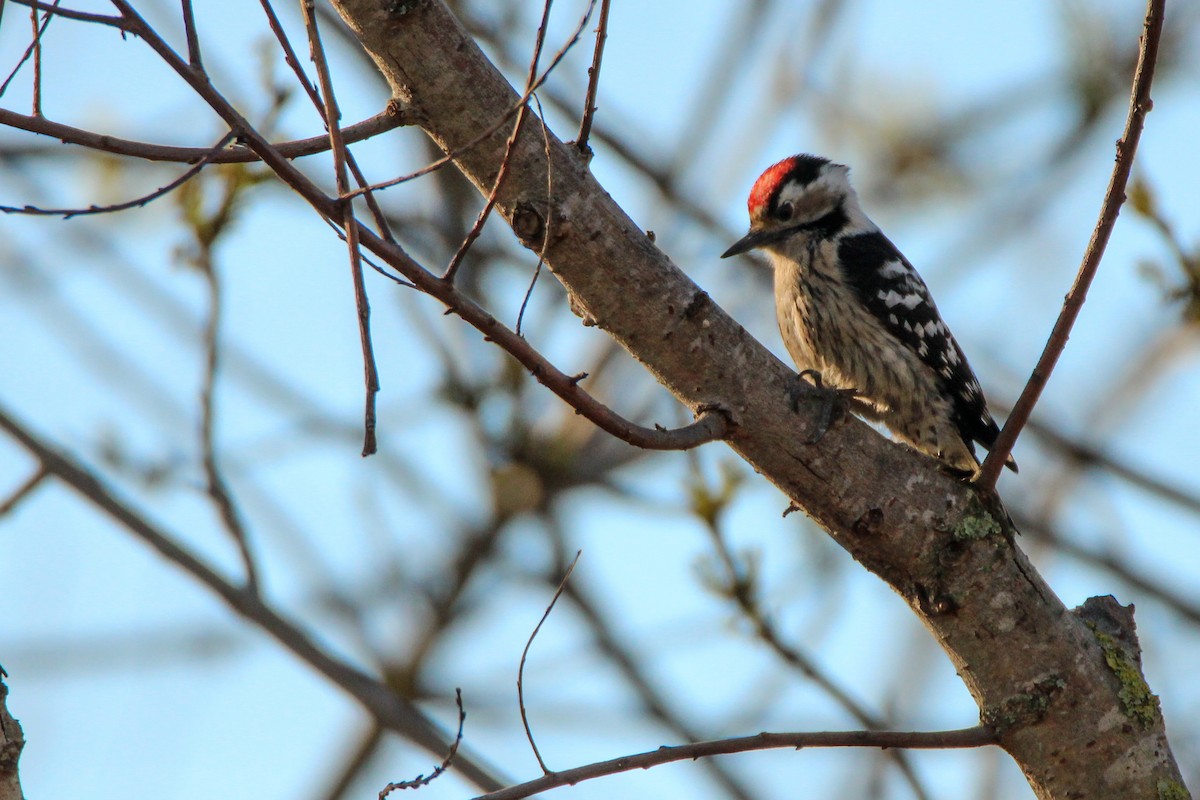 Picchio rosso minore - ML650455725