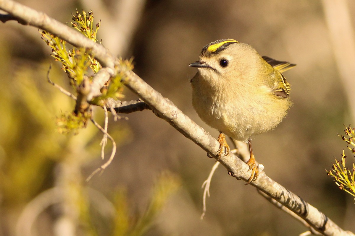 Regolo - ML650455888