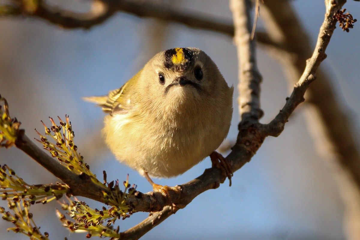 Regolo - ML650455889