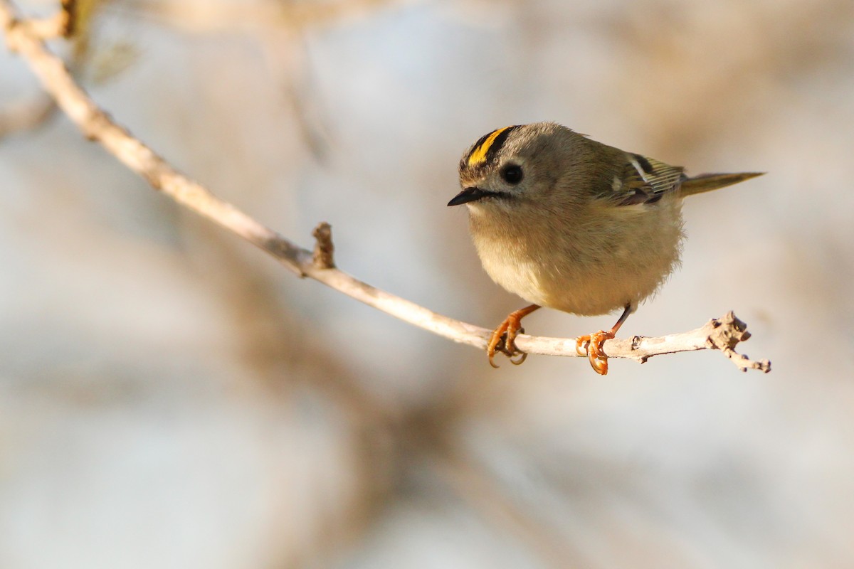 Regolo - ML650455891