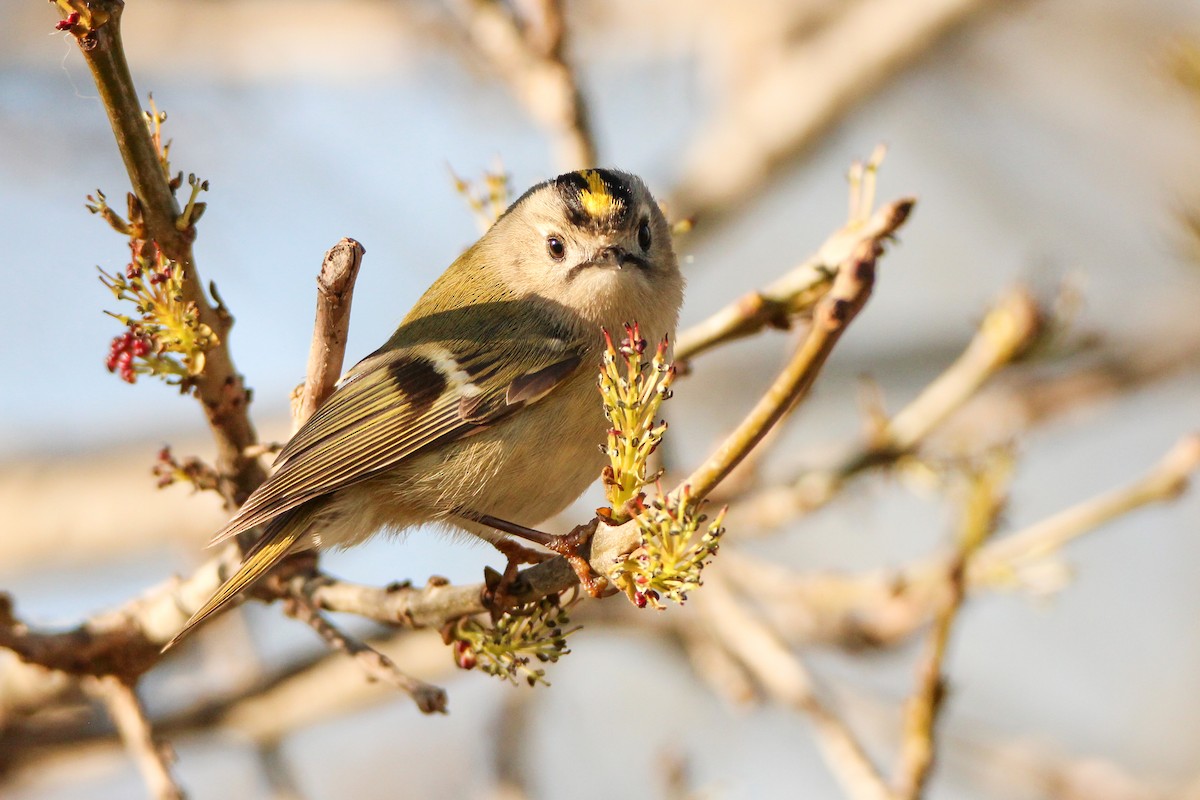 Regolo - ML650455906