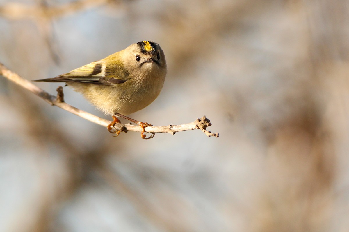 Regolo - ML650455907