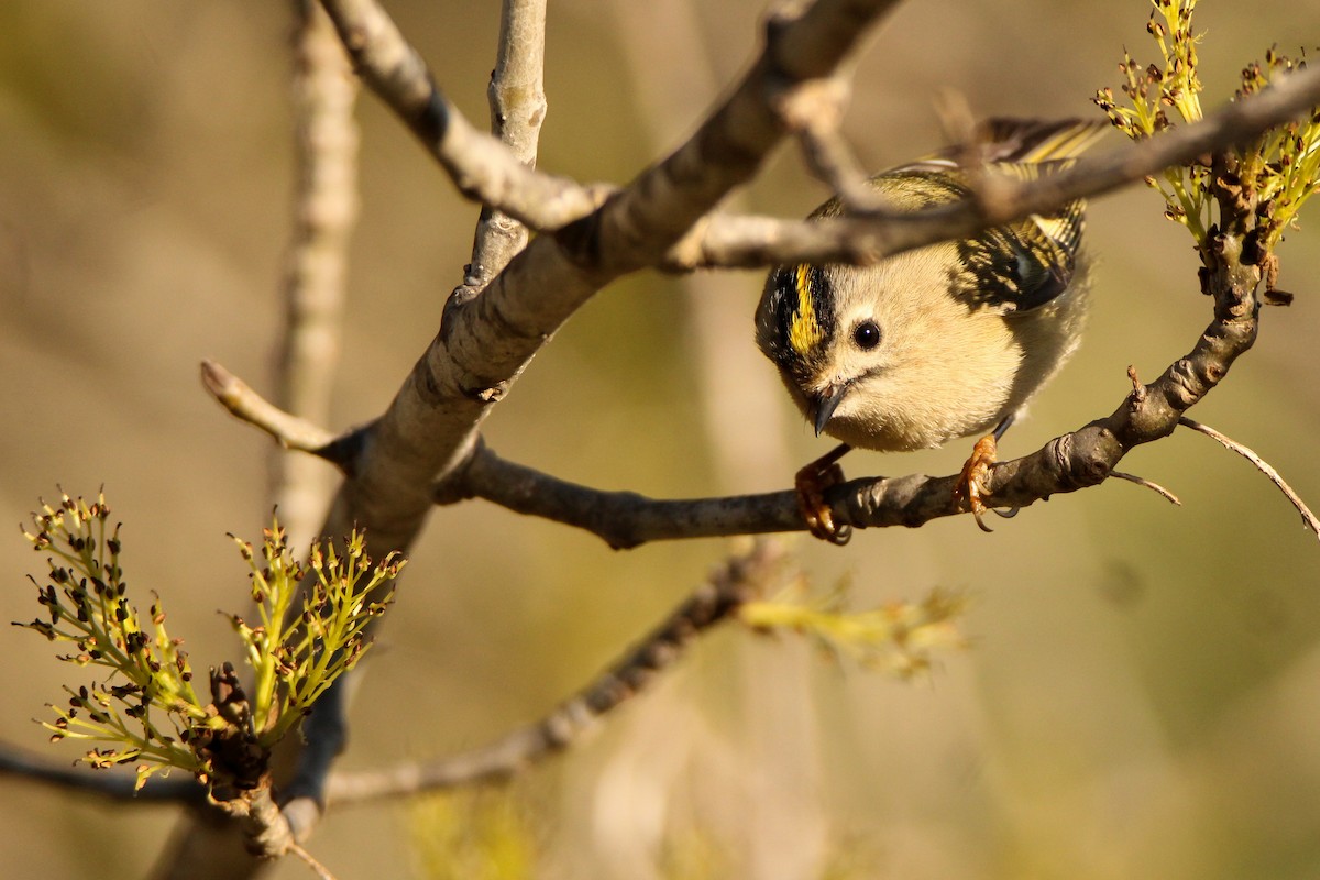 Regolo - ML650455908