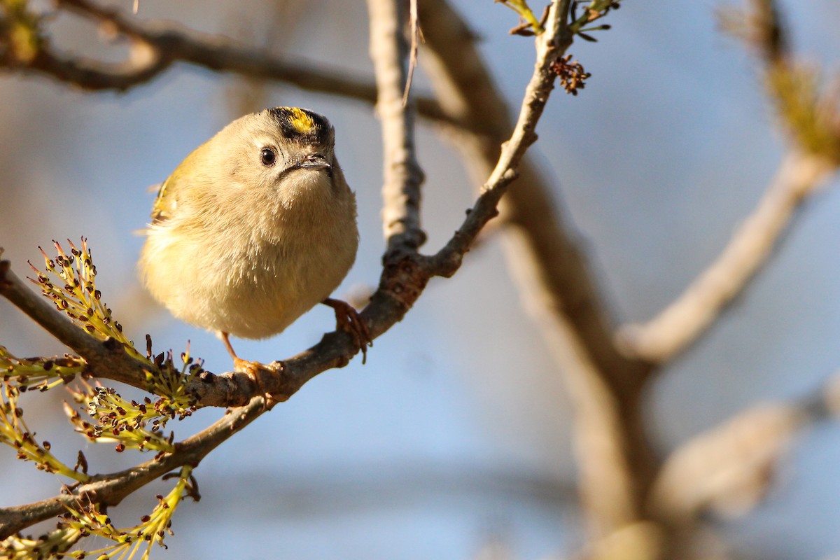 Regolo - ML650455909