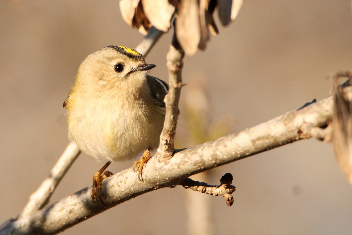 Regolo - ML650455910