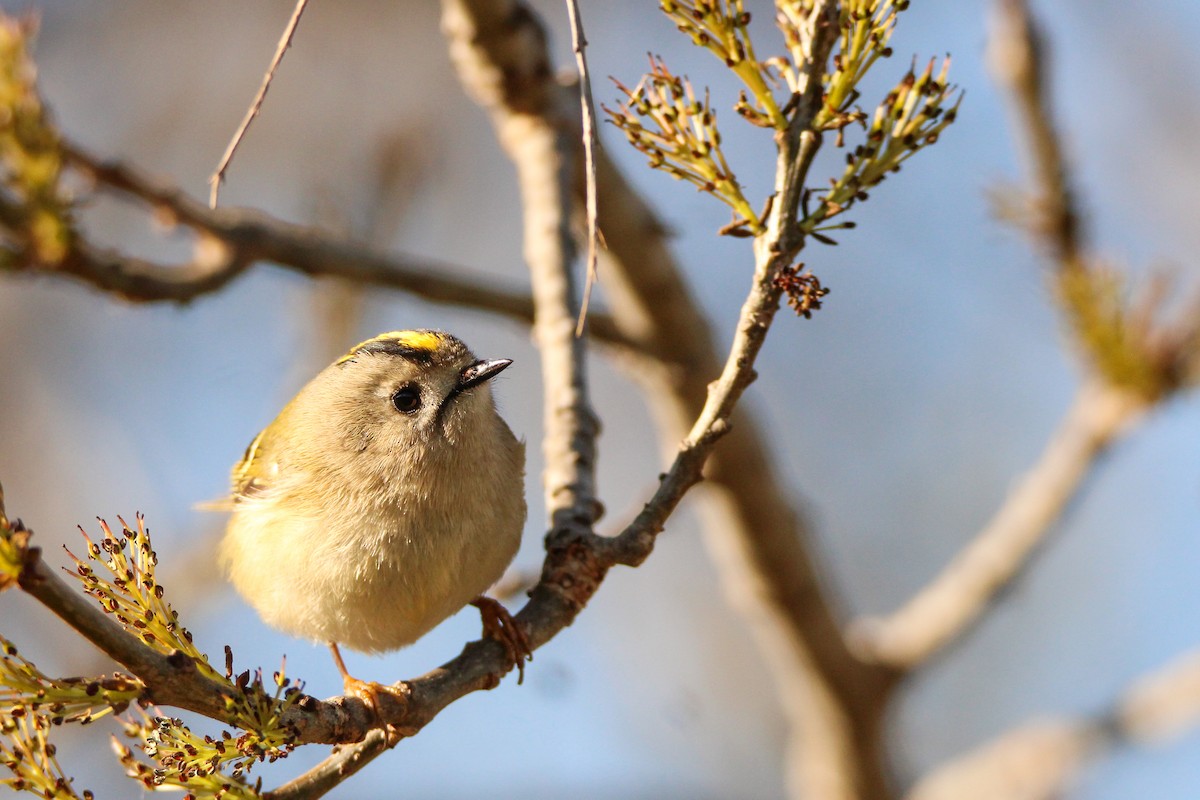 Regolo - ML650455911