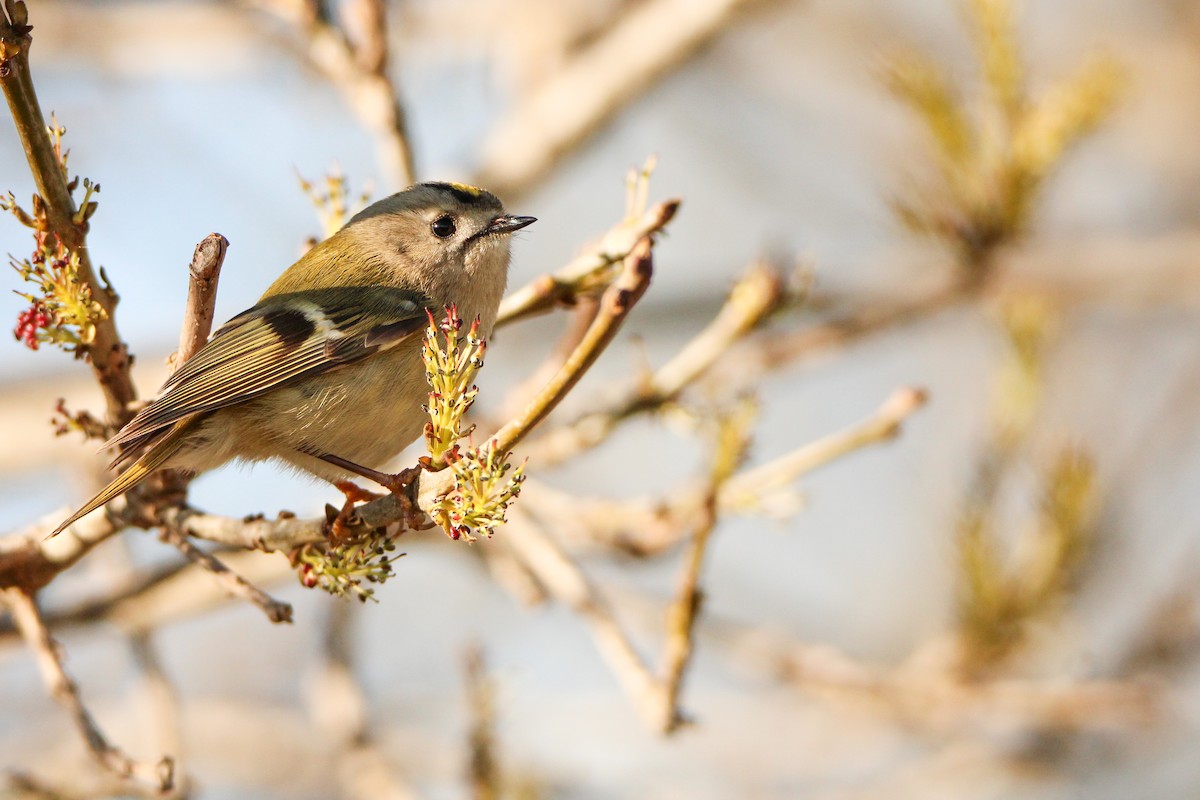 Regolo - ML650455918