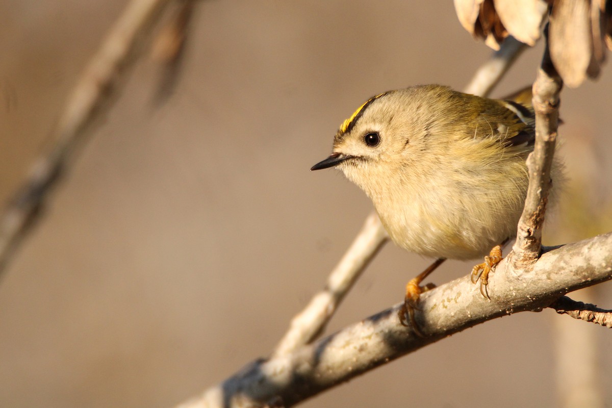 Regolo - ML650455926