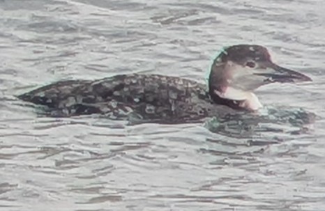 צוללן צפוני - ML650455941