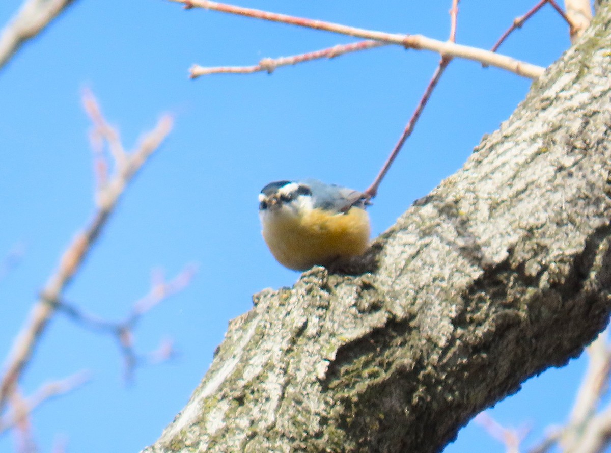 Red-breasted Nuthatch - ML650456029