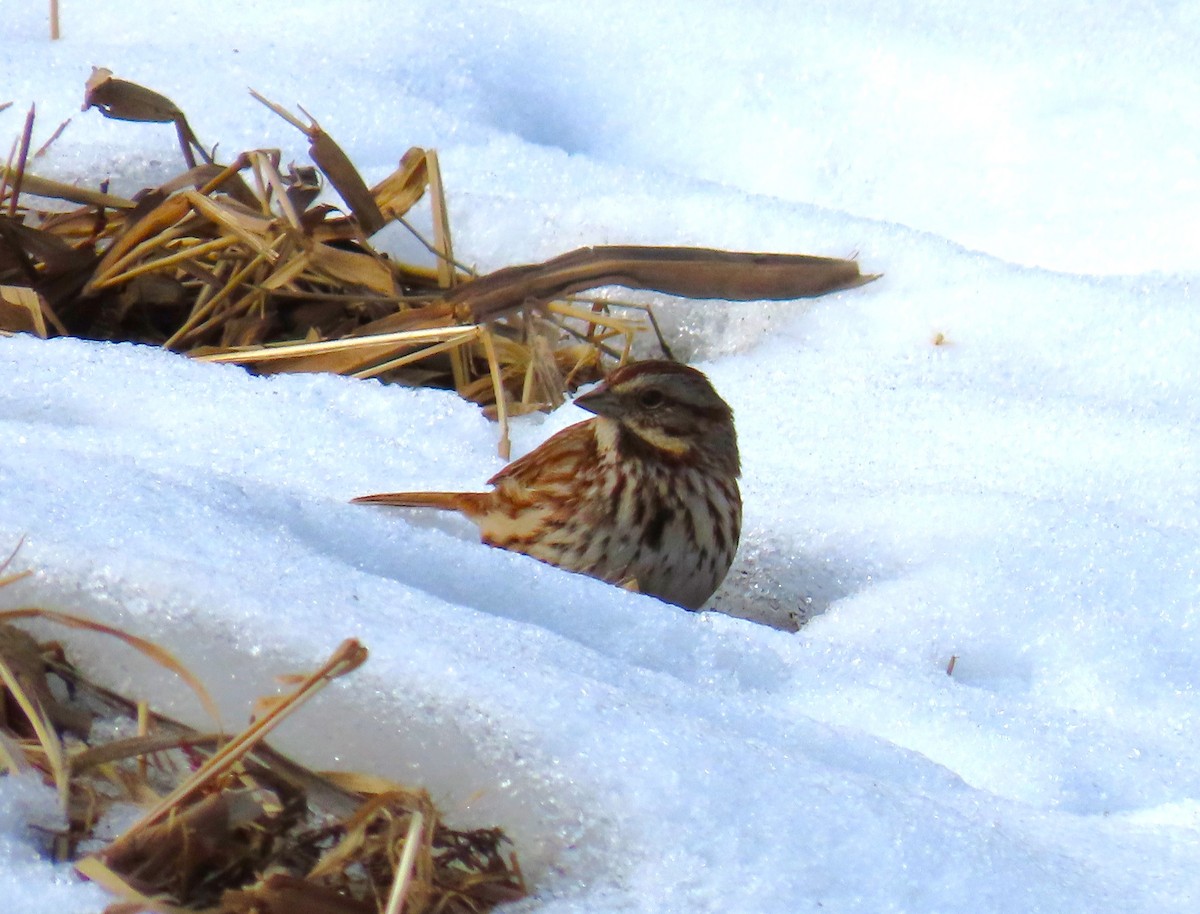 Song Sparrow - ML650456051