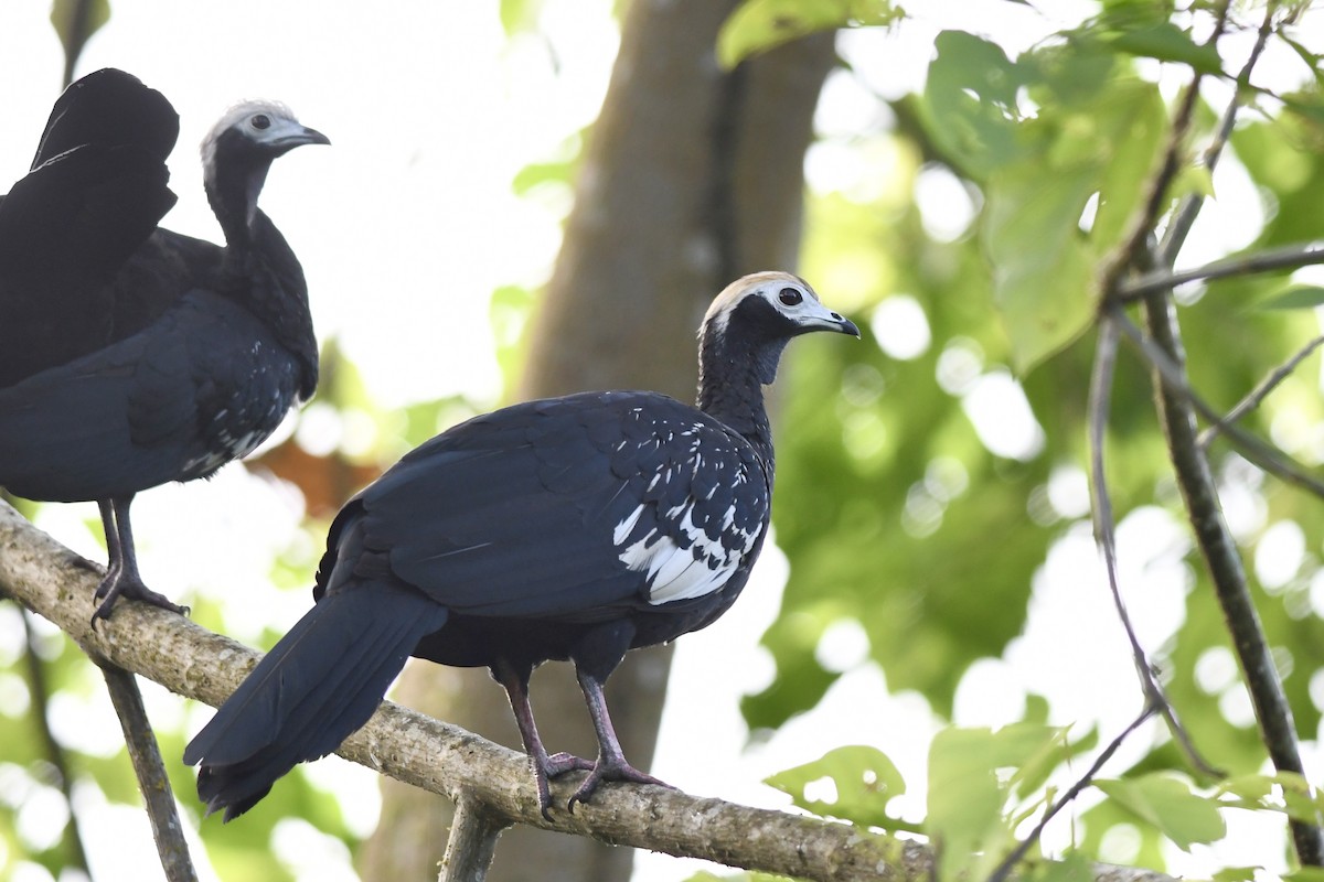 Blue-throated Piping-Guan - ML650456059