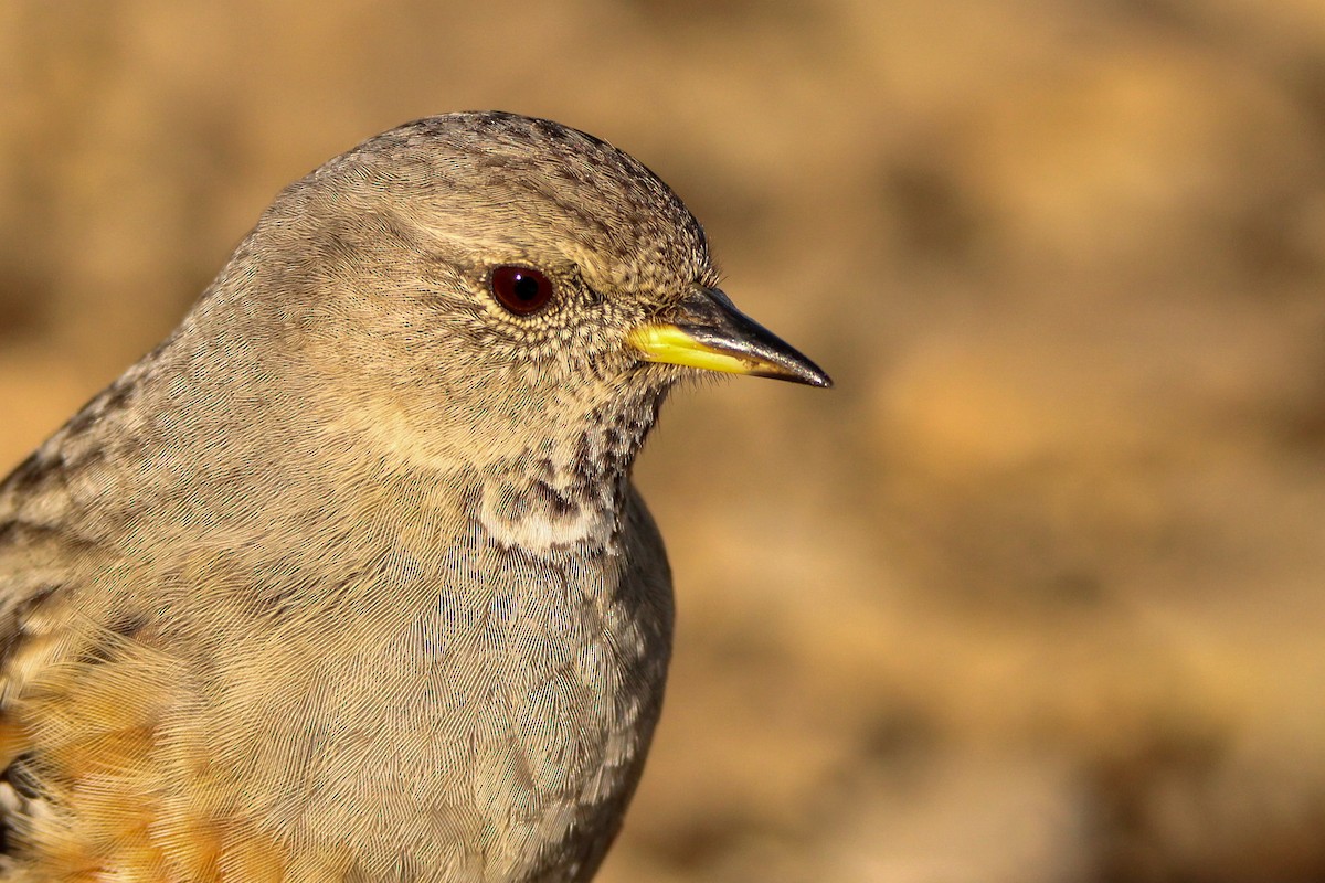 Sordone - ML650456092