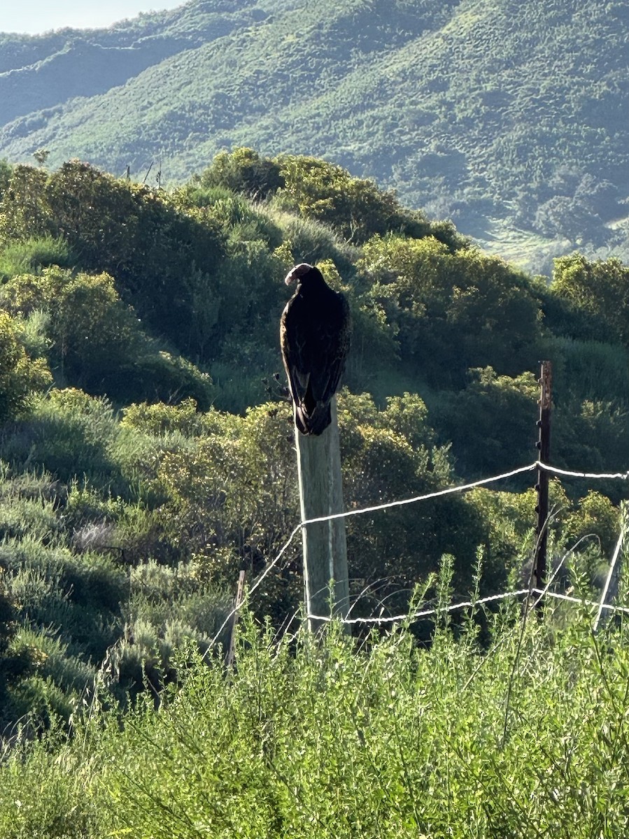 Катарта-индейка - ML650456100