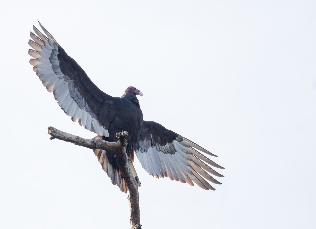 Катарта-индейка - ML650456185