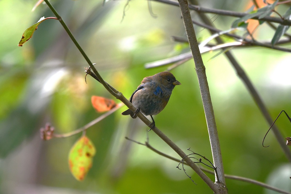 Azulillo Índigo - ML650456218