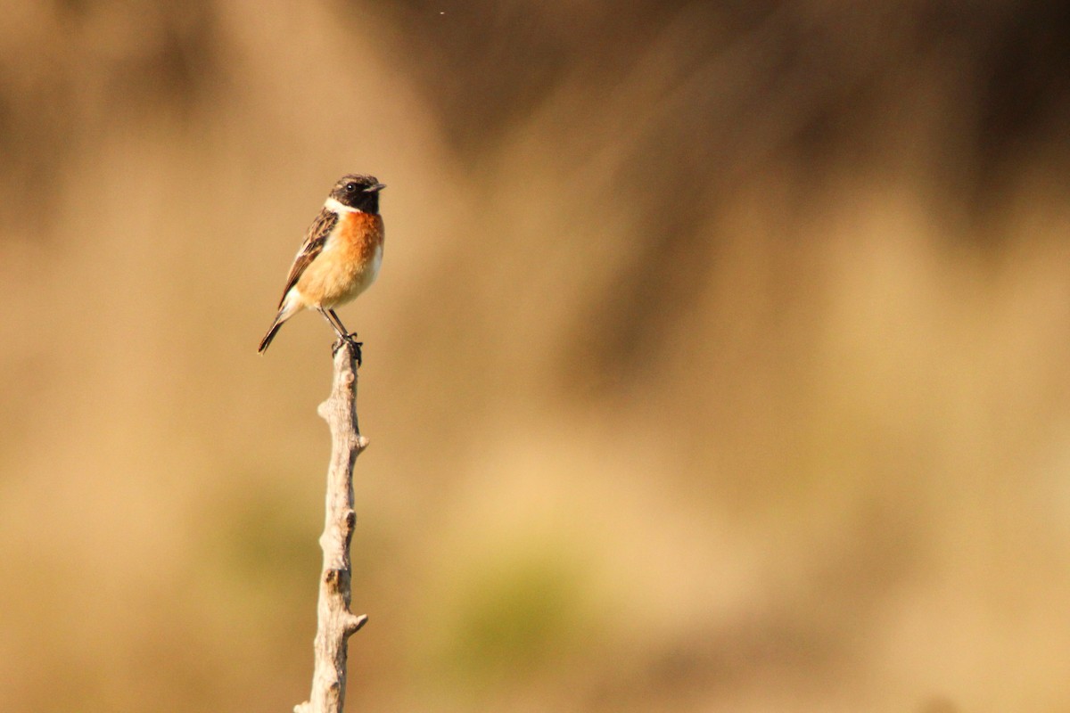 Saltimpalo - ML650456321