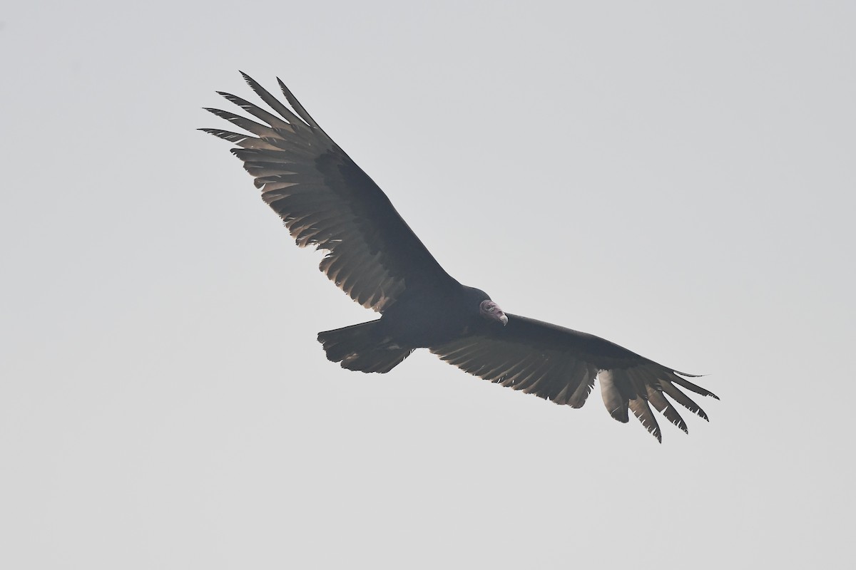 Катарта-индейка [группа aura] - ML650456363