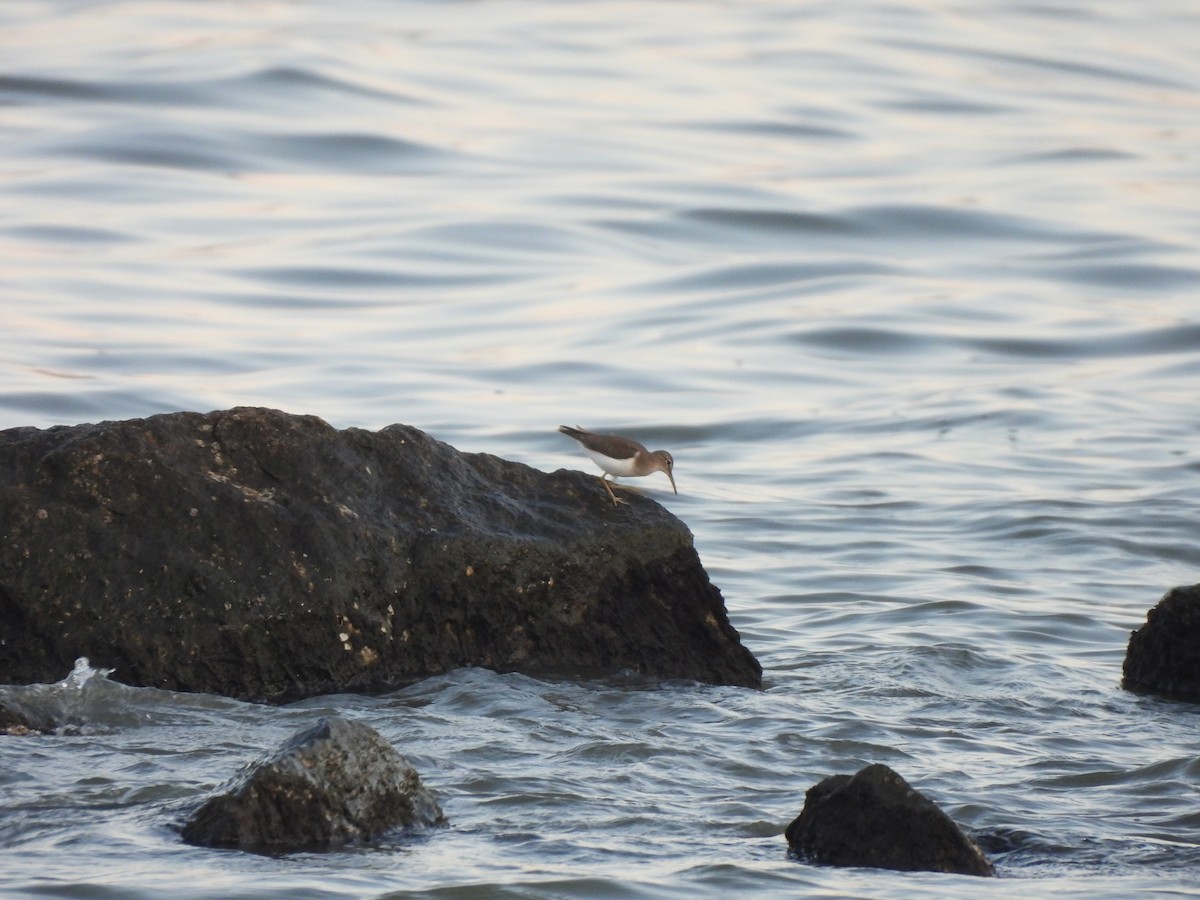 Einsiedelwasserläufer - ML650456506