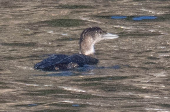 צוללן צפוני - ML650456628