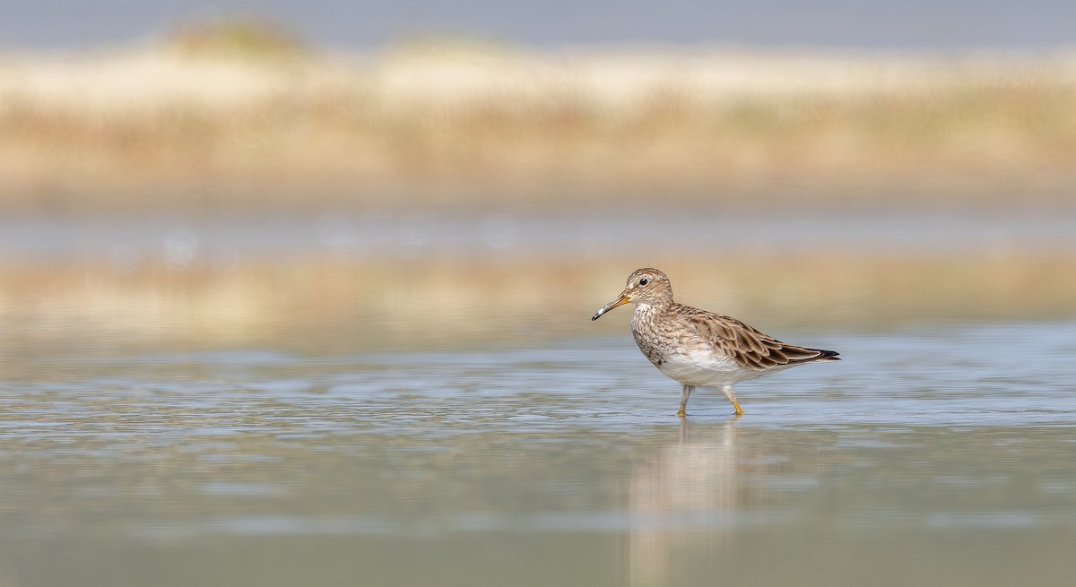 Txirri pektorala - ML650456689