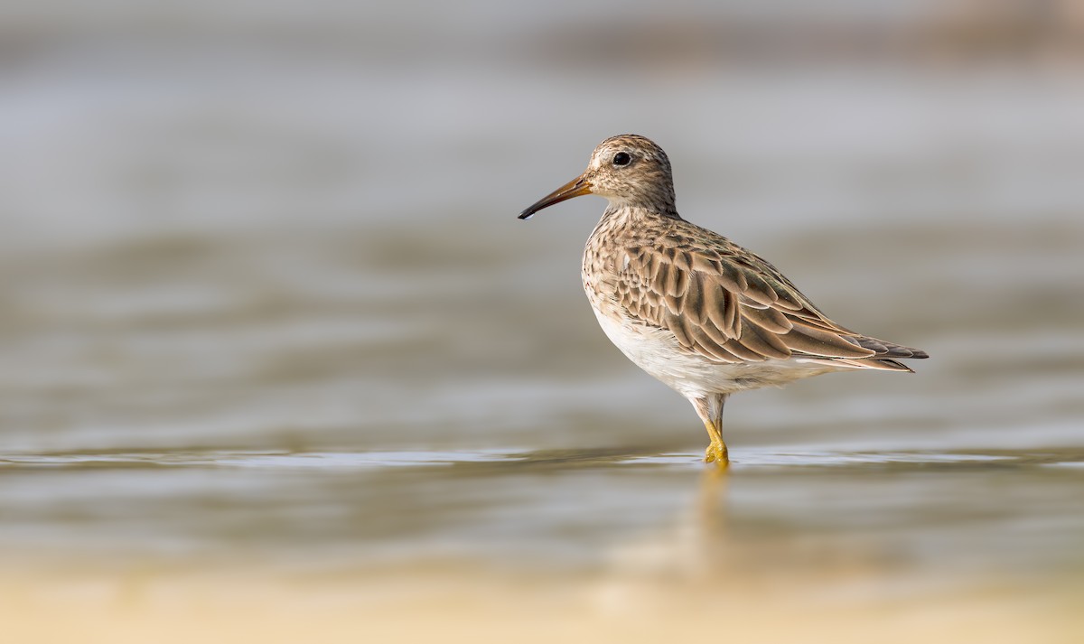 Txirri pektorala - ML650456690